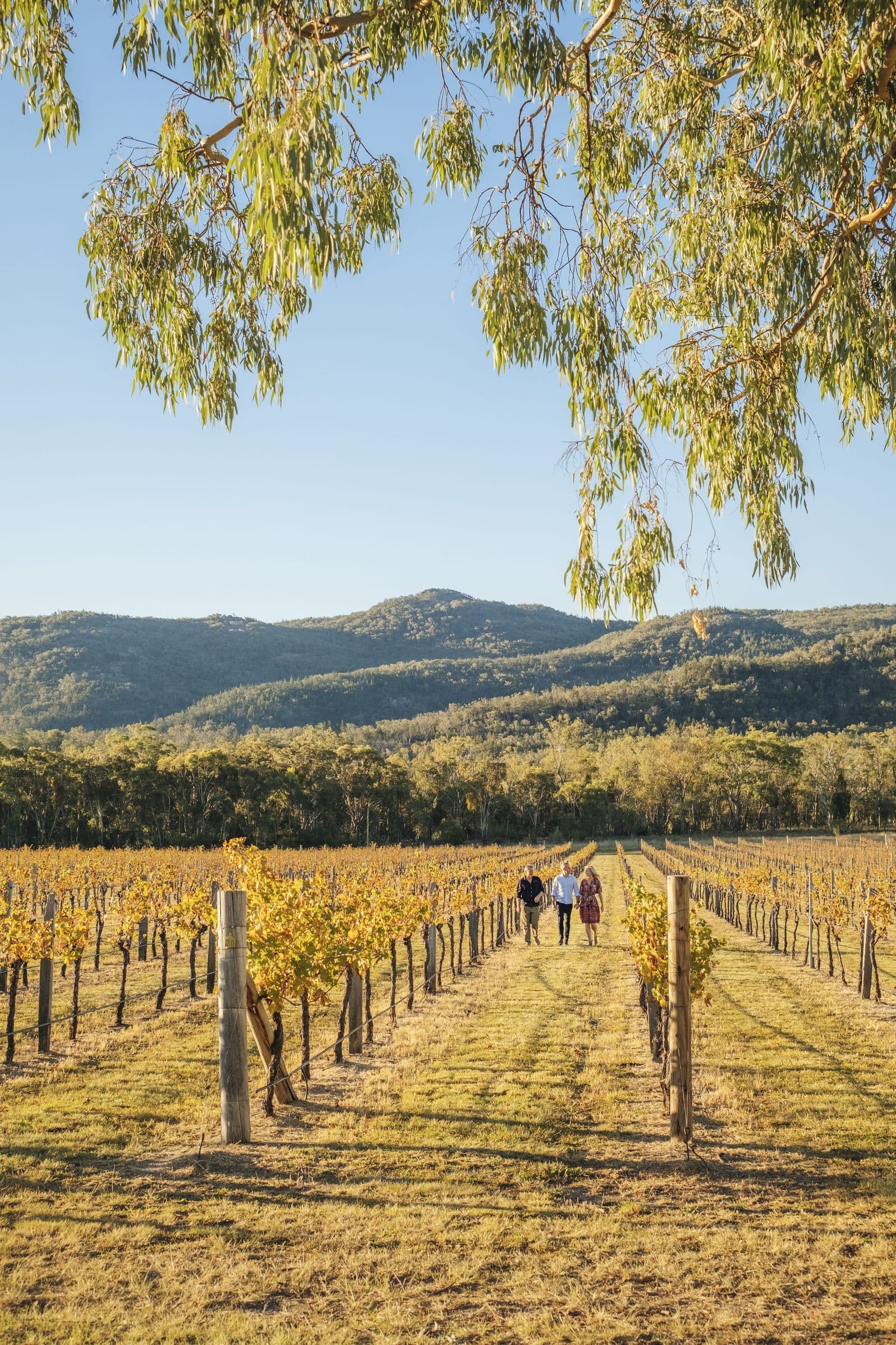 Seventh Wines — Ballandean